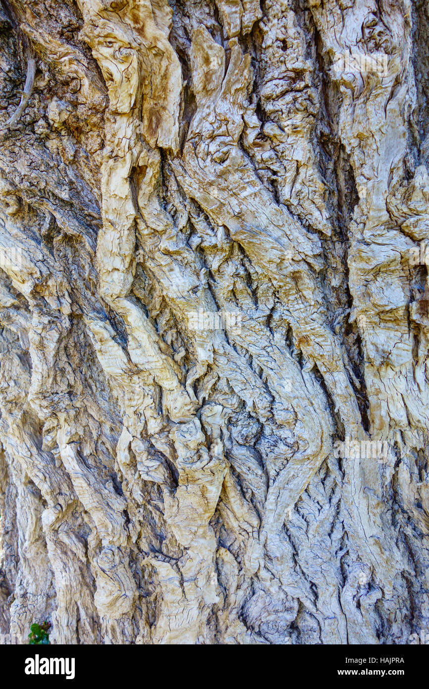 Bark of the Black Poplar (populus nigra) Herefordshire UK Stock Photo