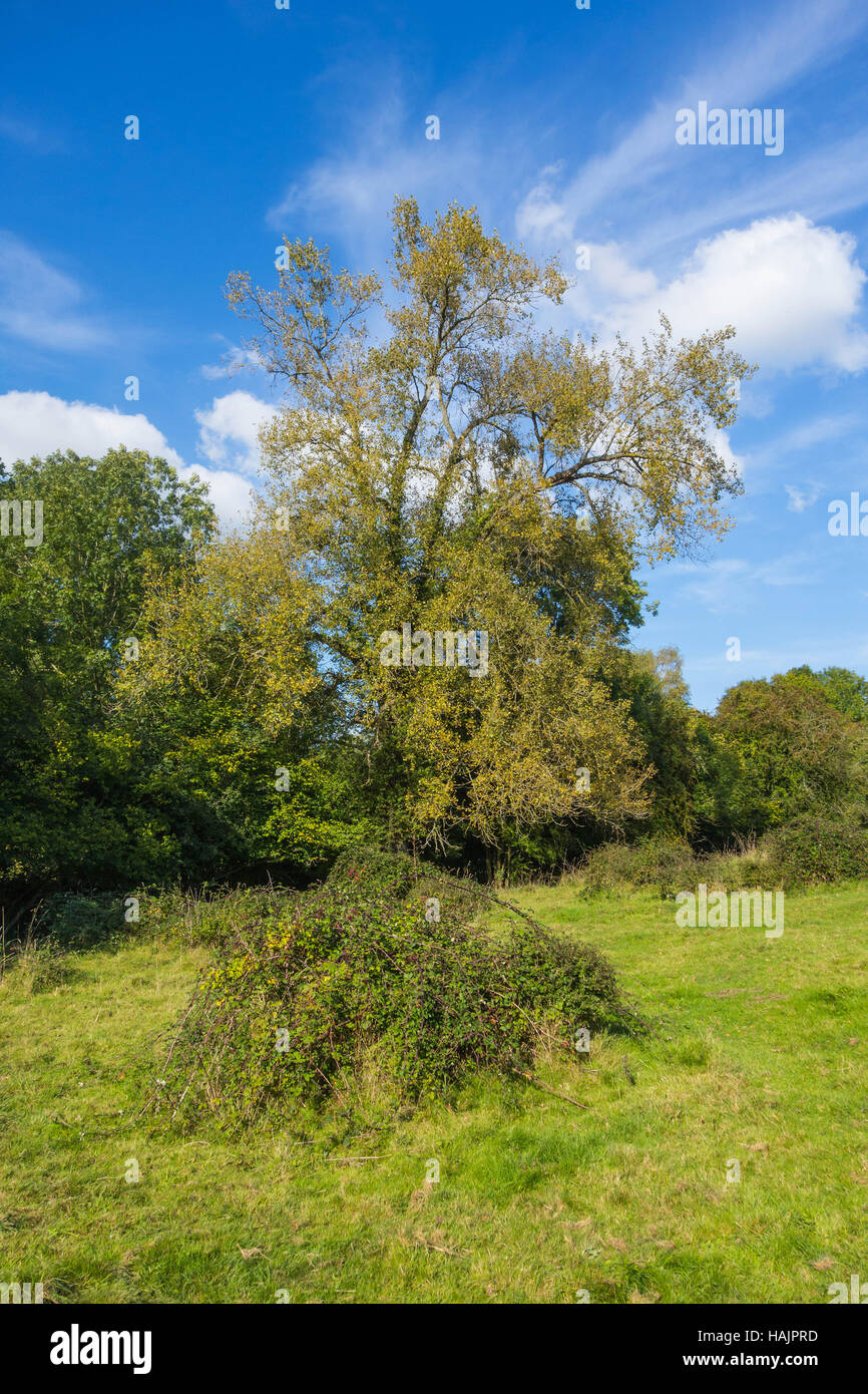 Black Poplar tree (Populus nigra) Herefordshire UK Stock Photo
