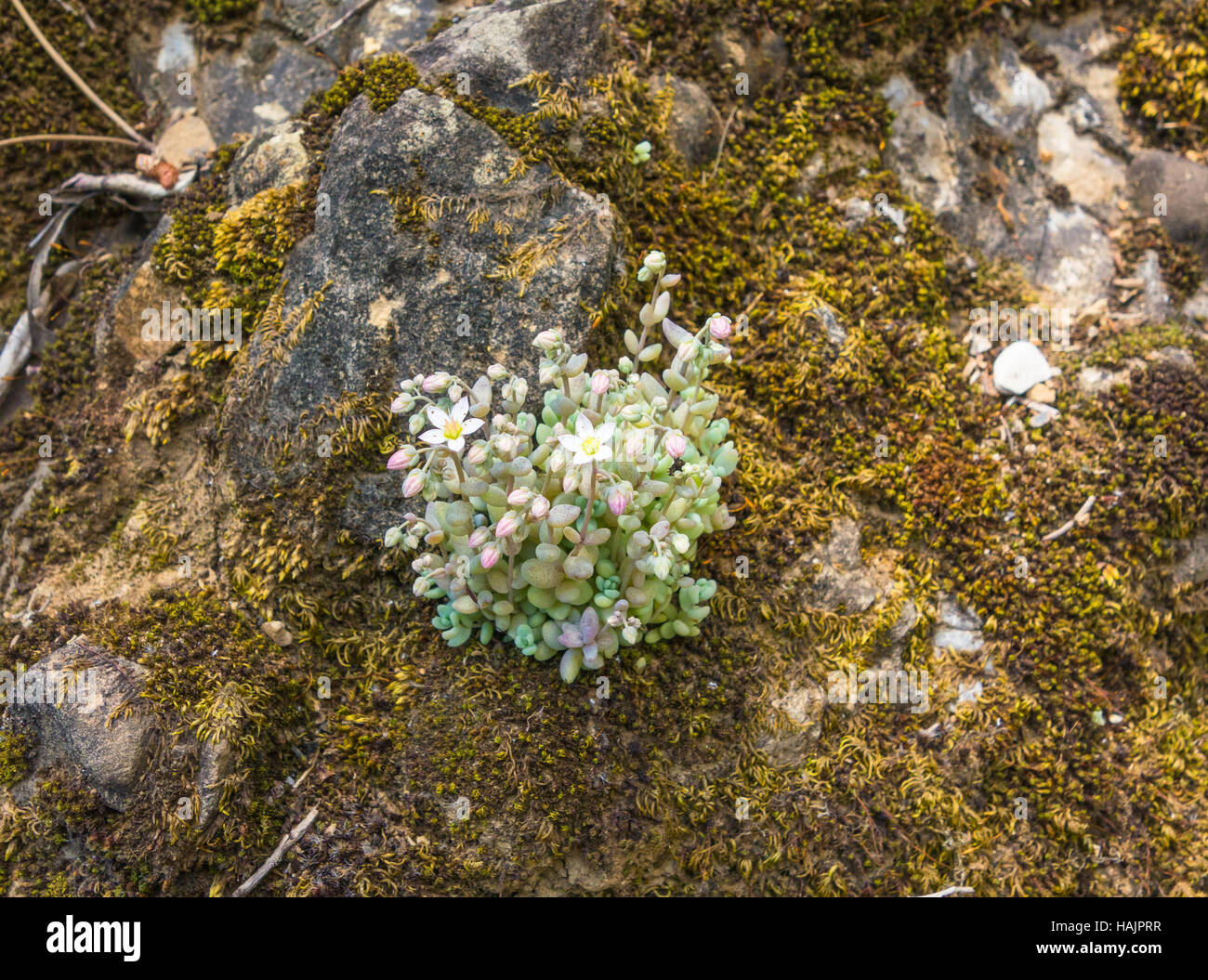 Sedum Album (White Stone Crop) growing on rock in the San Fruttuoso region of the Portofino National Park Italy Stock Photo