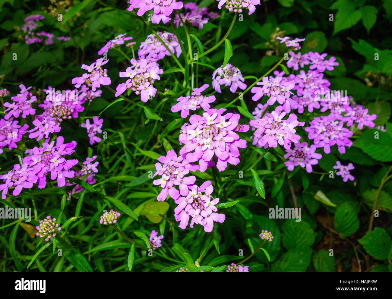 Iberis umbellata Candytuft growing in the Portofino National Park San Fruttuoso Italy Stock Photo