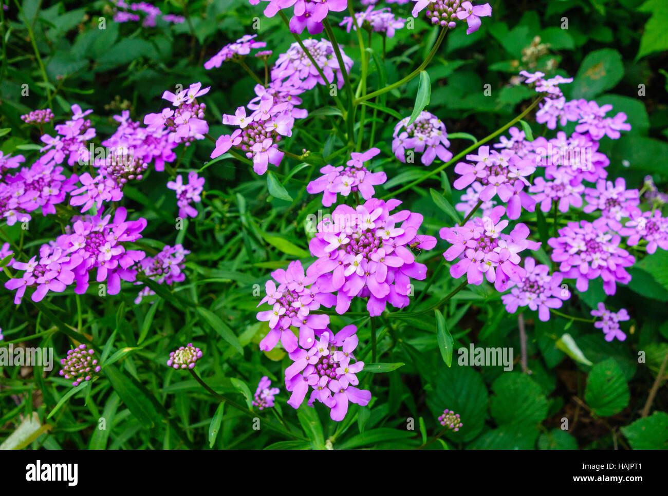 Iberis umbellata Candytuft growing in the Portofino National Park San ...