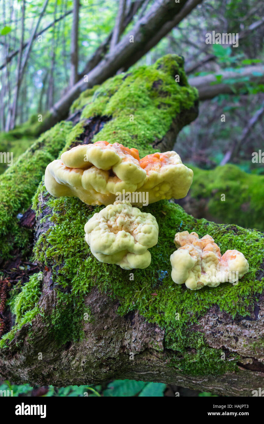 Chicken of the Woods Laetiporus sulpuureus (Polyporaceae) growing on a decaying tree stump Stock Photo