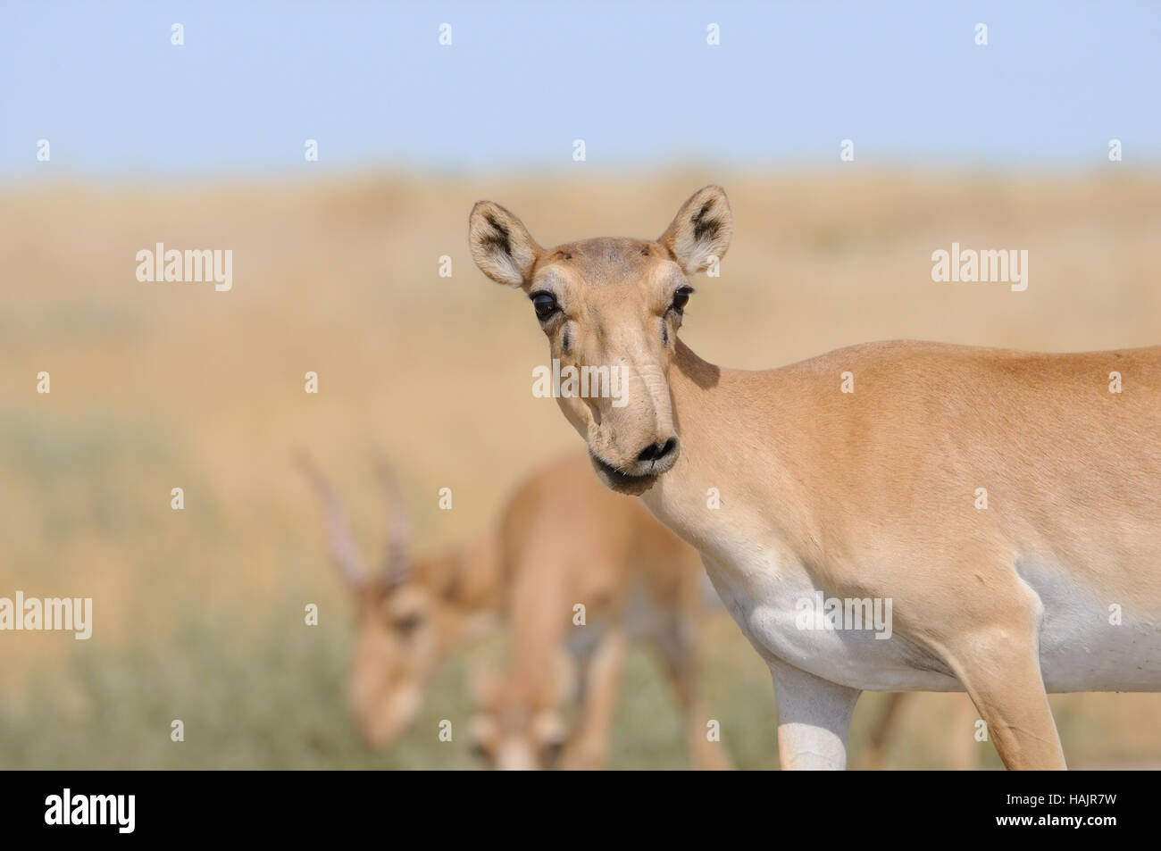 Wild Saiga antelopes (Saiga tatarica) in morning steppe. Federal nature reserve Mekletinskii, Kalmykia, Russia, August, 2015 Stock Photo