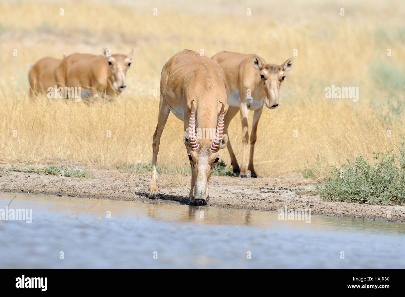 Saiga antelopes (Saiga tatarica) near the watering place in the morning. Federal nature reserve Mekletinskii, Kalmykia, Russia, August, 2015 Stock Photo