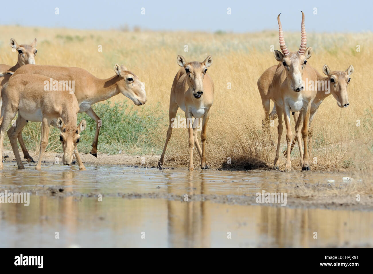 Wild Saiga antelopes (Saiga tatarica) near the watering place in the steppe. Federal nature reserve Mekletinskii, Kalmykia, Russia, August, 2015 Stock Photo