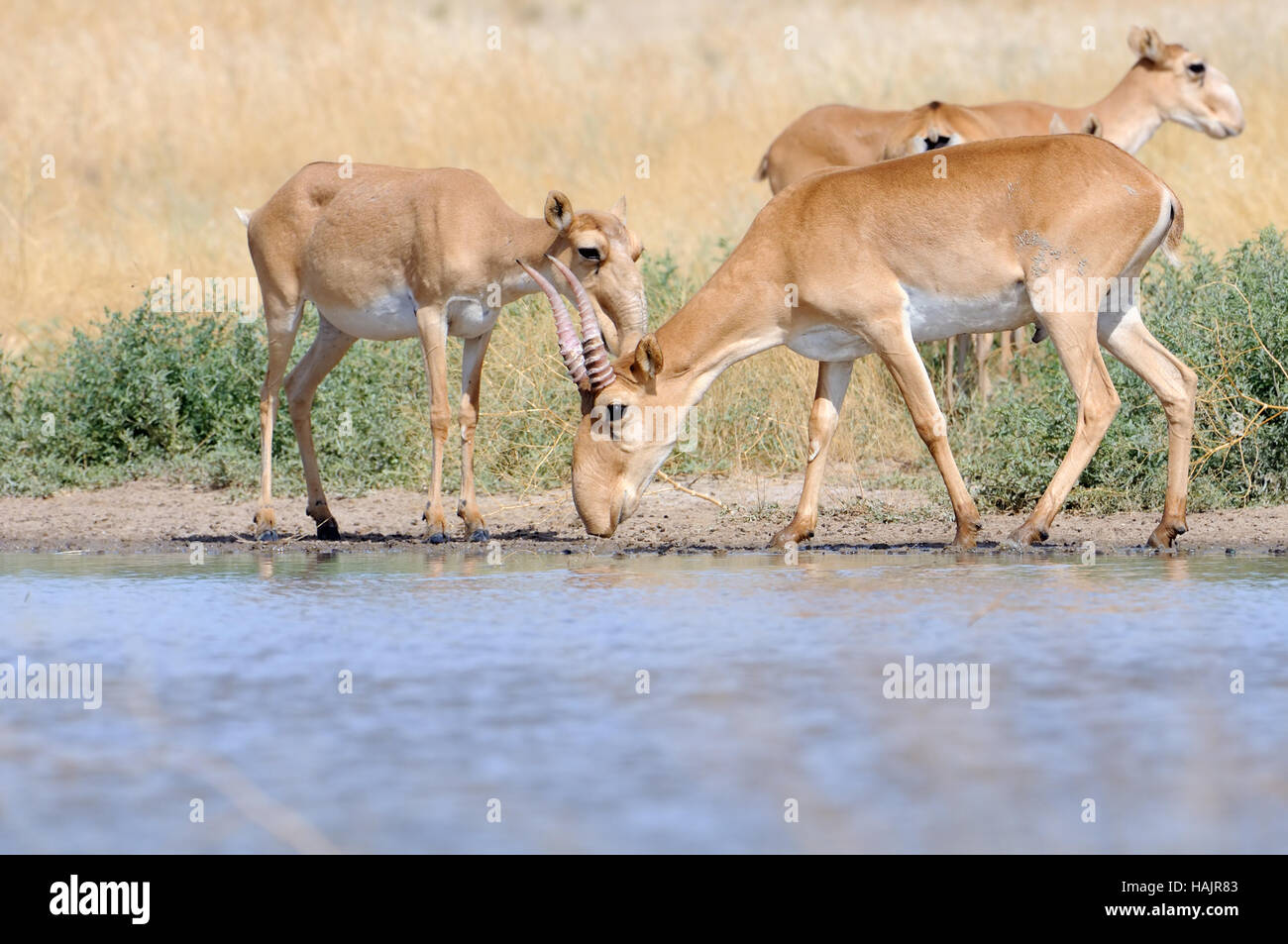 Wild Saiga antelopes (Saiga tatarica) near the watering place in the steppe. Federal nature reserve Mekletinskii, Kalmykia, Russia, August, 2015 Stock Photo