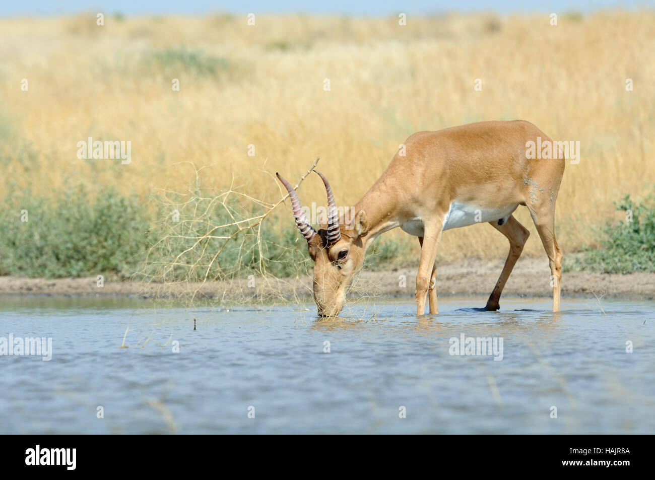 Wild male Saiga antelope (Saiga tatarica) at the watering place in the steppe. Federal nature reserve Mekletinskii, Kalmykia, Russia, August, 2015 Stock Photo