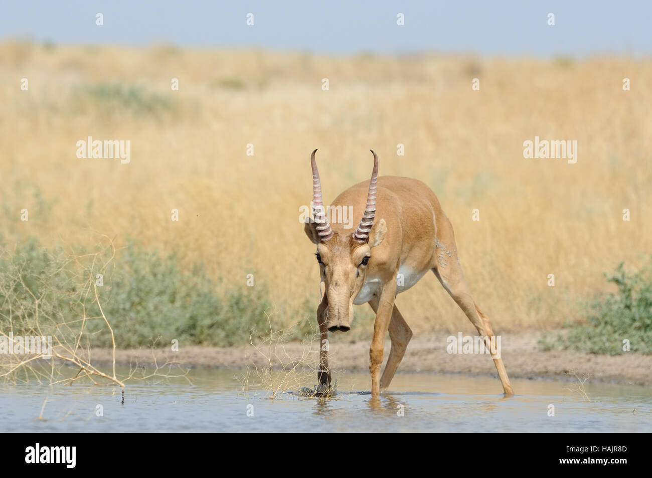 Wild male Saiga antelope (Saiga tatarica) at the watering place in the steppe. Federal nature reserve Mekletinskii, Kalmykia, Russia, August, 2015 Stock Photo