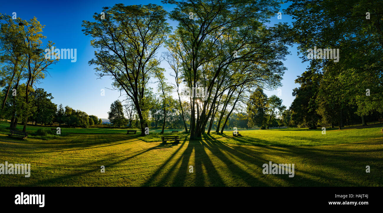 High trees in green morning park Stock Photo