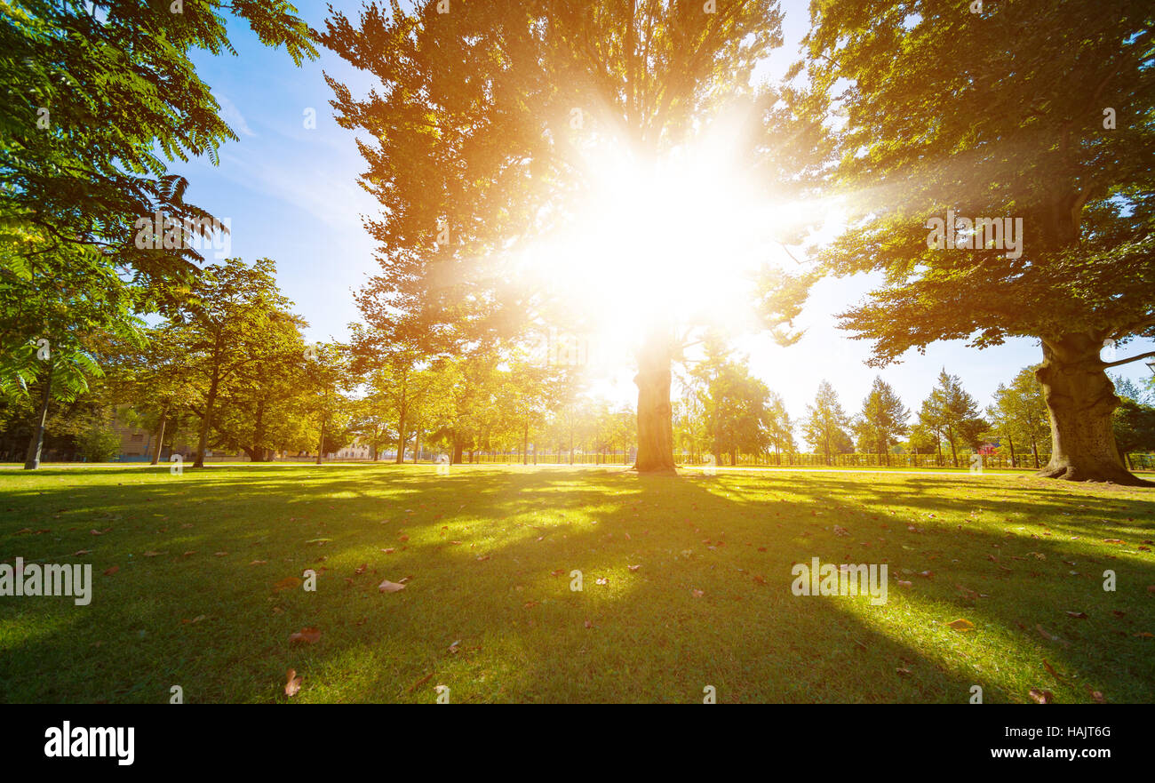 sun rays through trees leaves Stock Photo