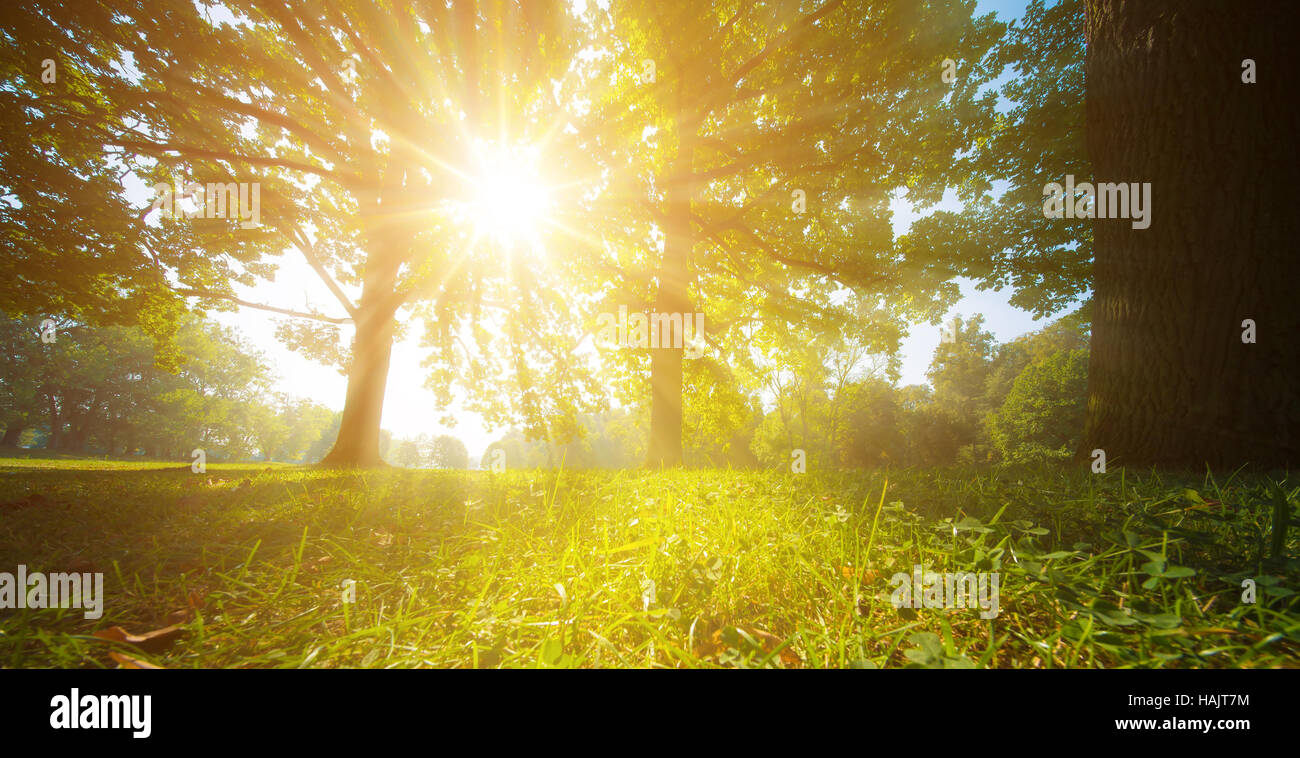 sun rays through trees leaves Stock Photo