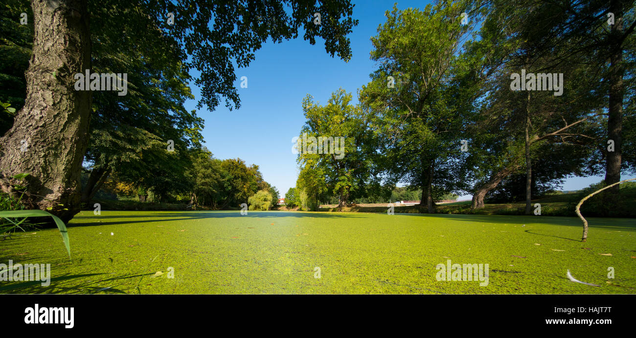 The pond overgrown with green duckweed Stock Photo