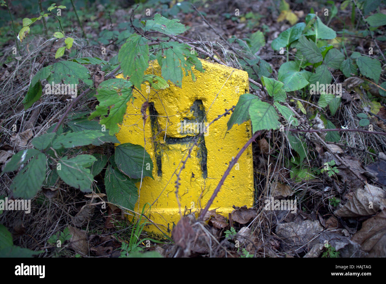 yellow water fire hydrant sign in undergrowth Stock Photo