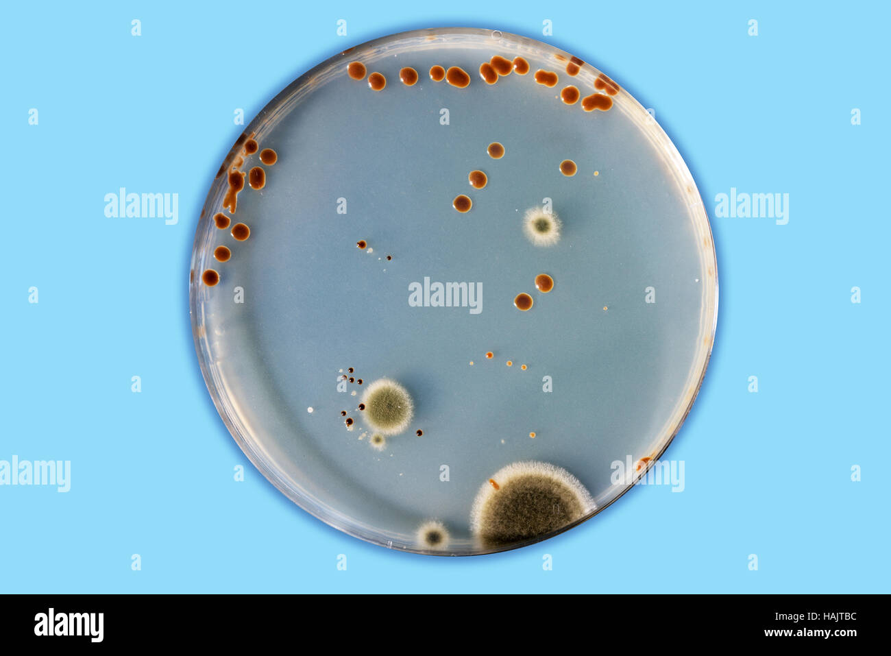 inspection of the sanitary cleanliness of the restaurant. Samples of pathogenic bacteria in petri dish Stock Photo