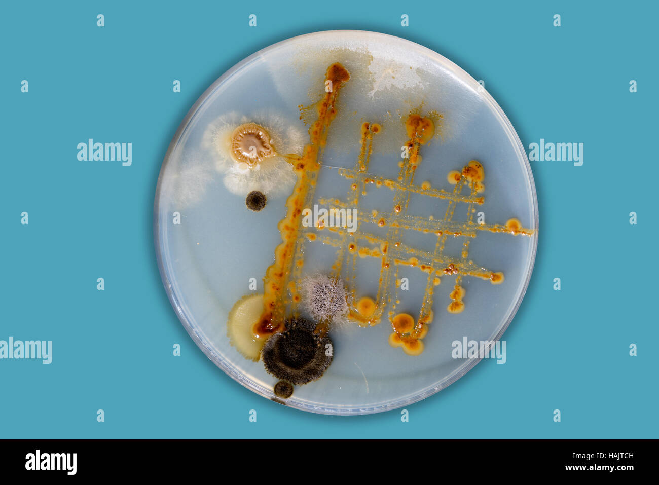 Pathogenic bacteria in petri dish Stock Photo