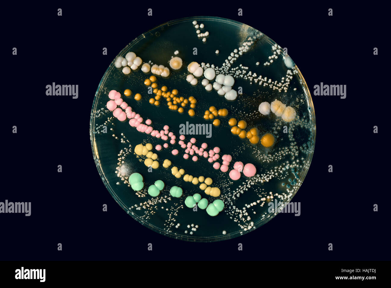 colored colonies of bacteria in Petri dishes Stock Photo Alamy