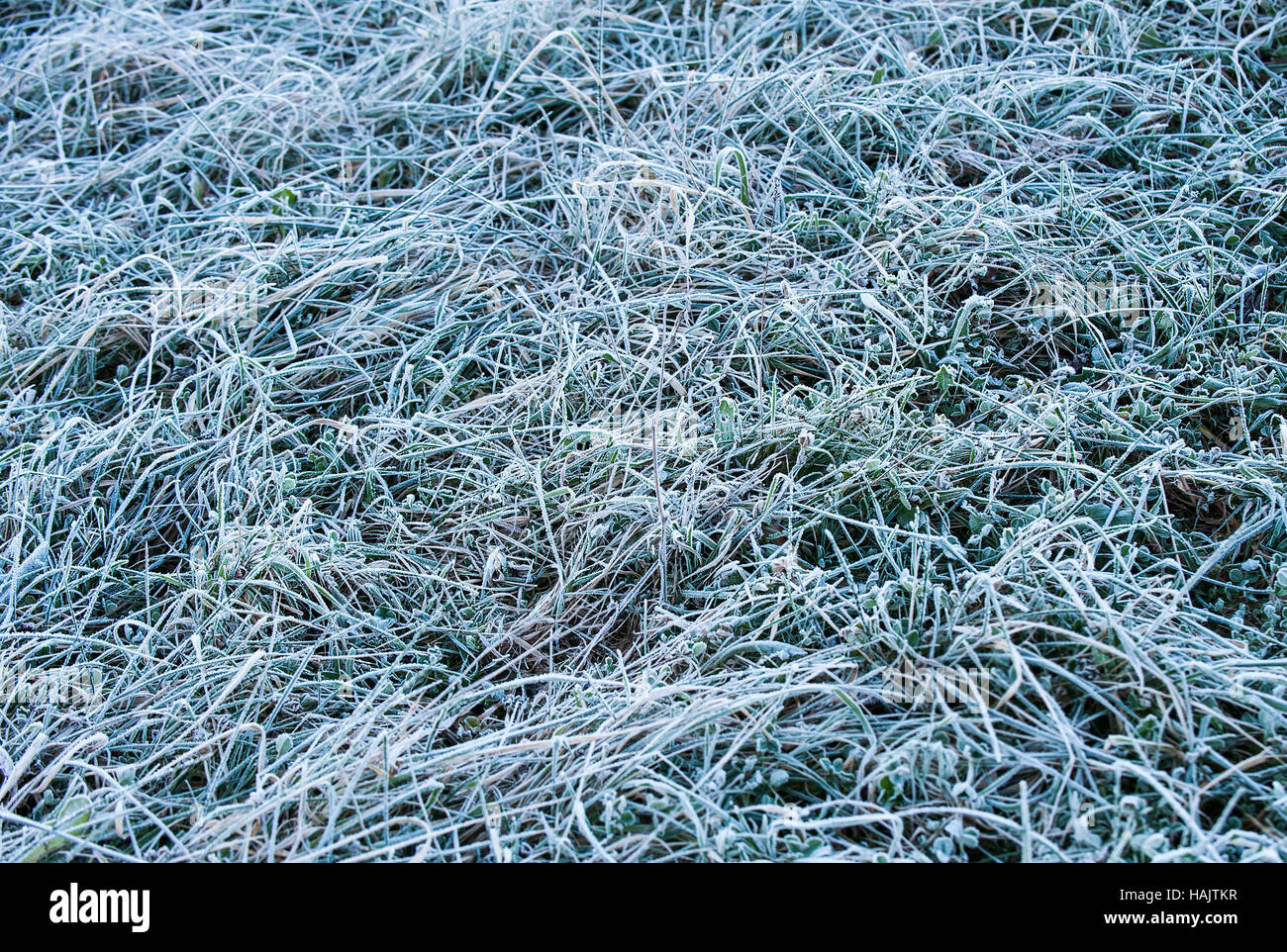 Morning ice frost on the ground Stock Photo