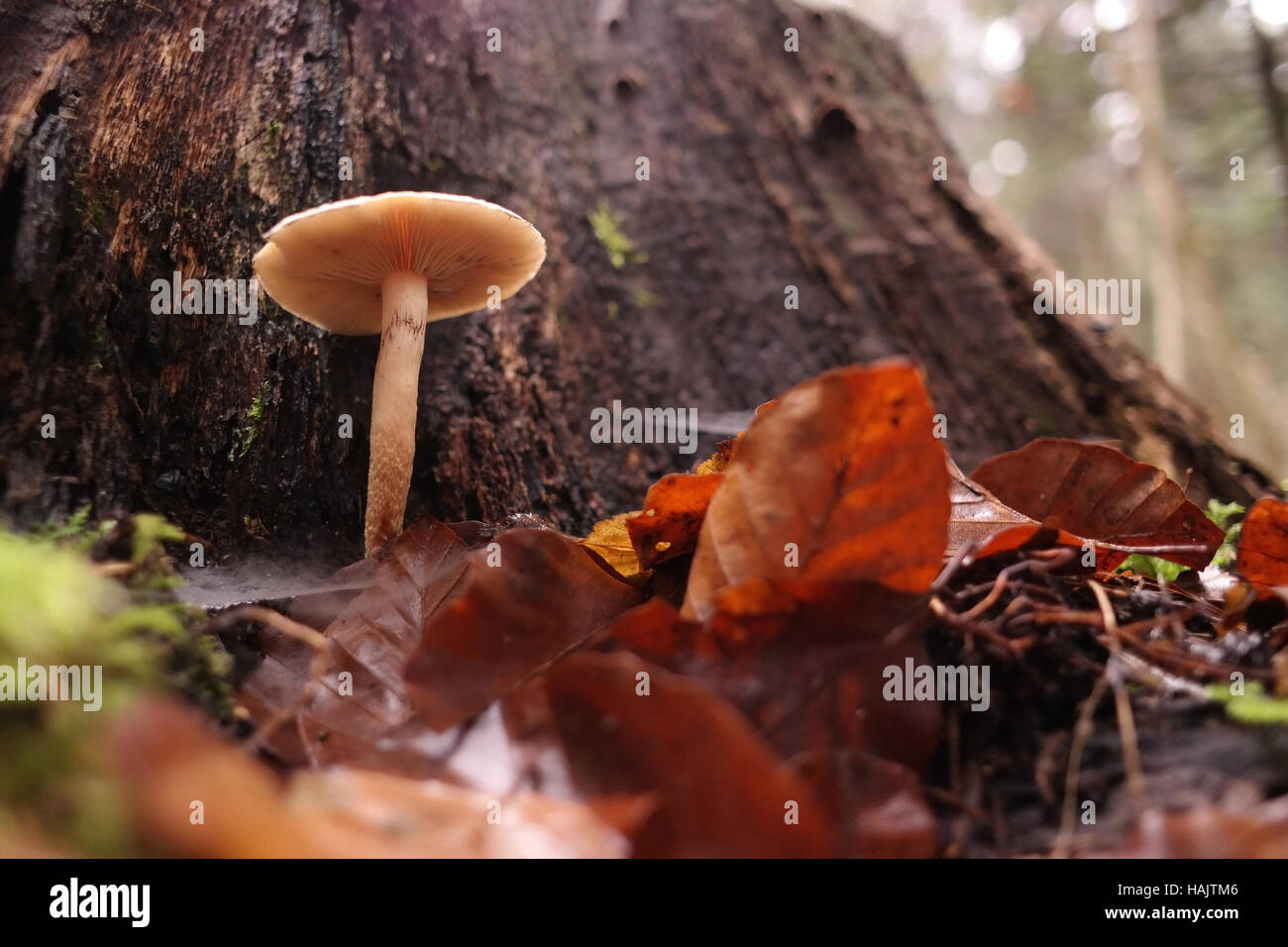 Small mushroom near the tree stump Stock Photo