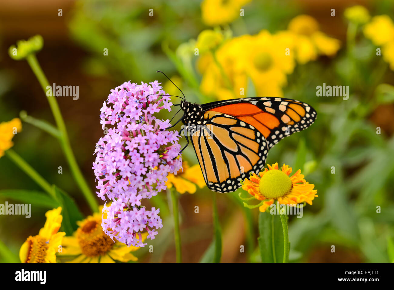 Monarch Butterfly - A monarch butterfly feeding on pink flowers in a ...