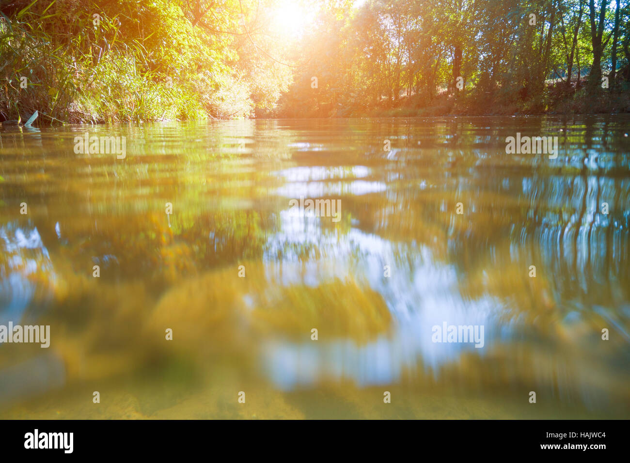 Surface of the water by Forest Lake Stock Photo
