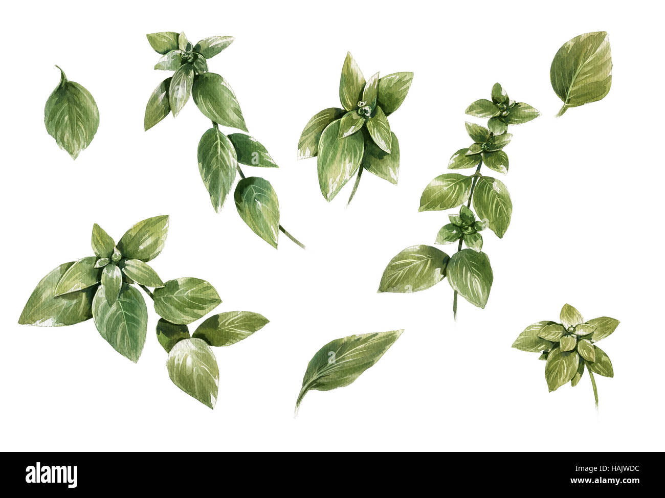 watercolor painting of leaves on white background Stock Photo - Alamy