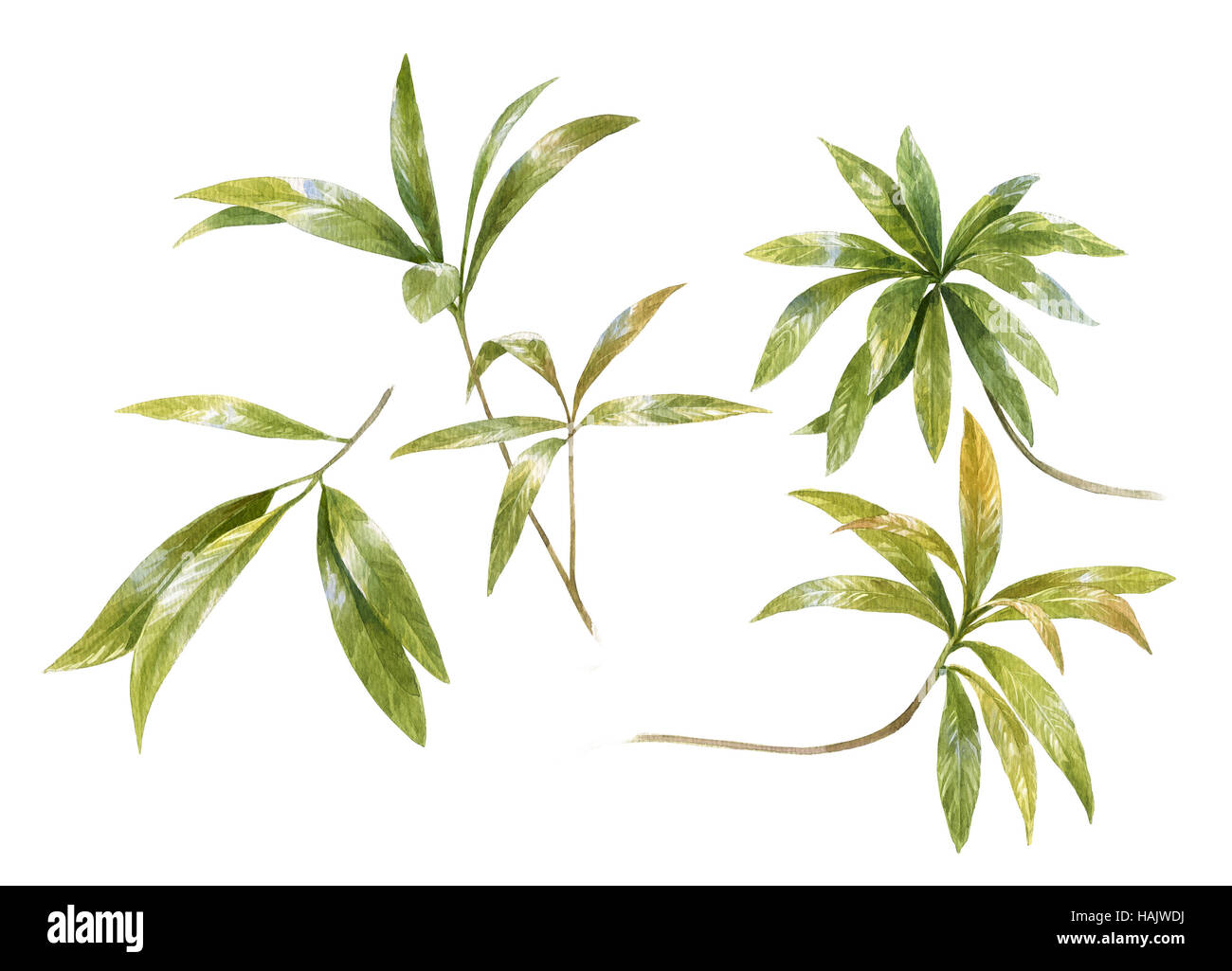 watercolor painting of leaves on white background Stock Photo - Alamy