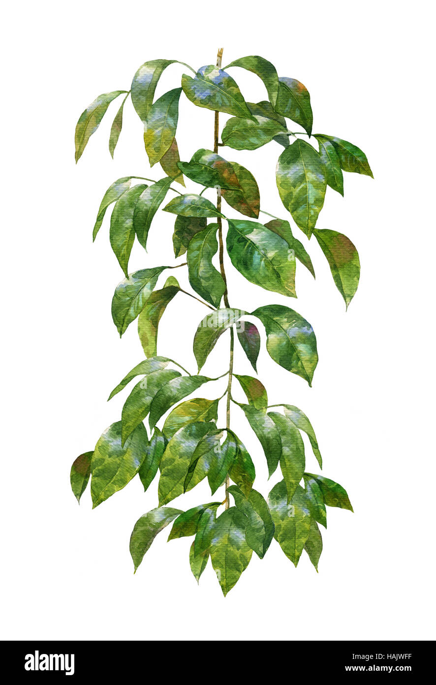 watercolor painting of leaves on white background Stock Photo - Alamy