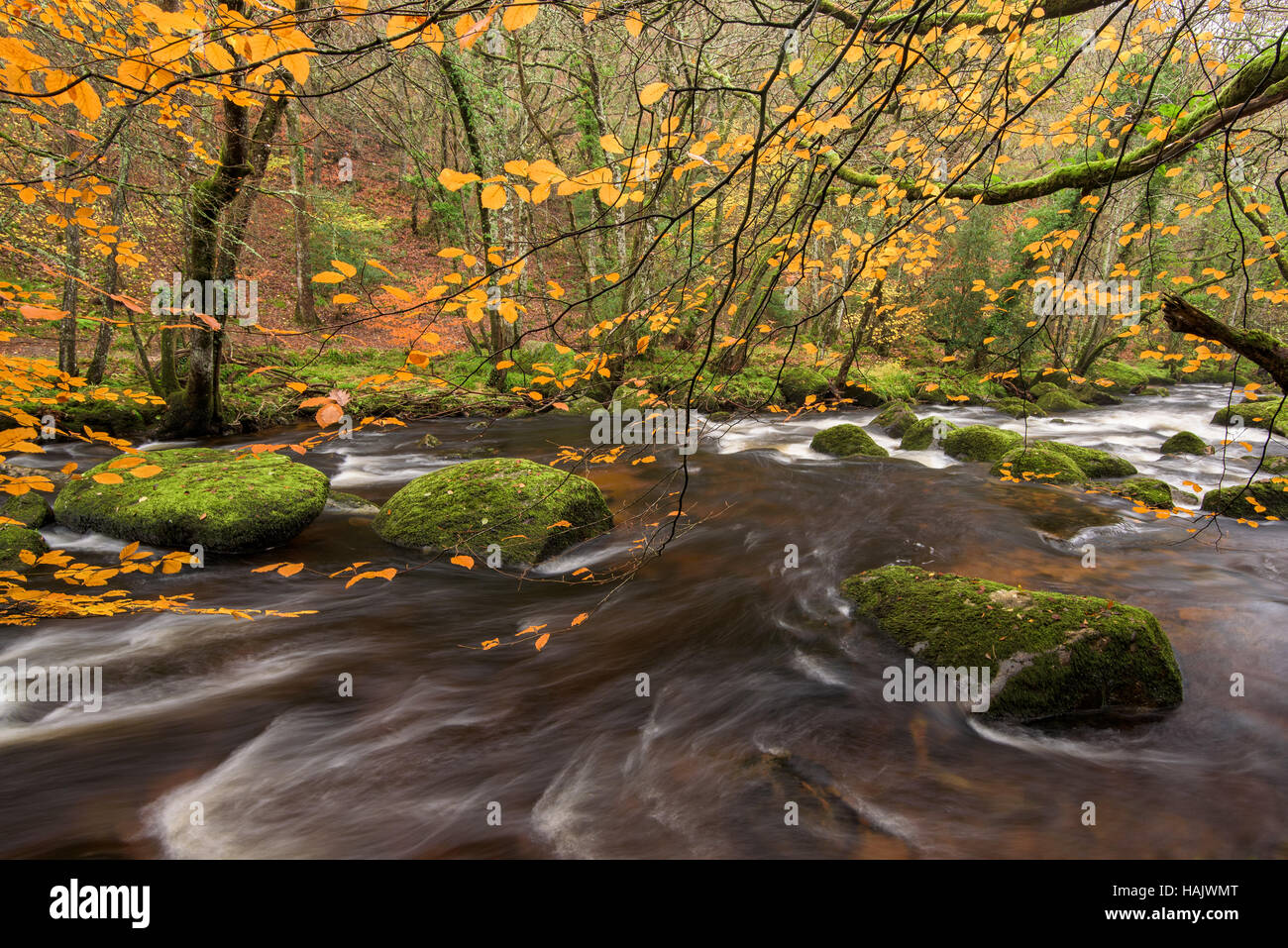 Trees in Autumn on the bank of the river Teign, Devon, UK Stock Photo