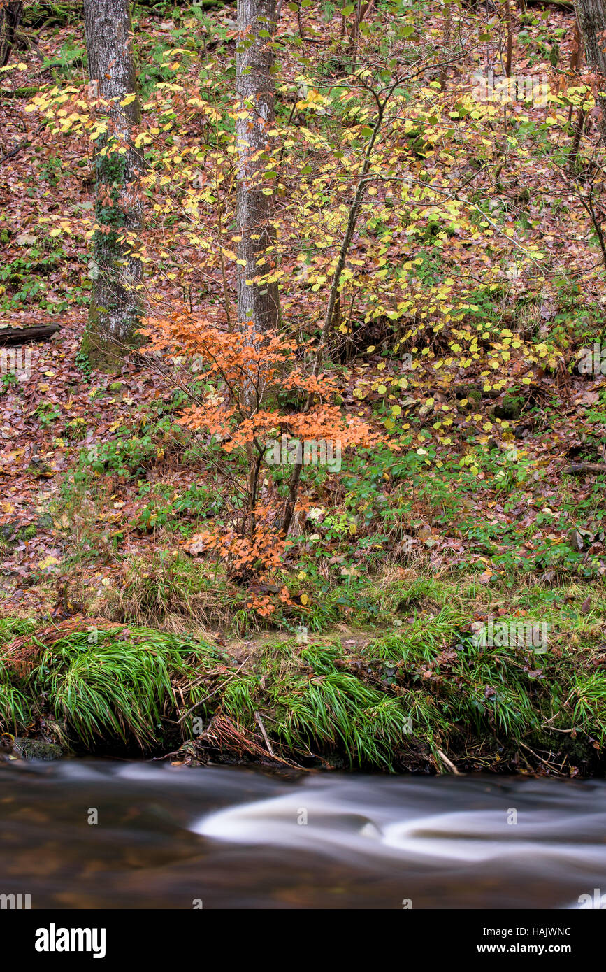 Trees in Autumn on the bank of the river Teign, Devon, UK Stock Photo