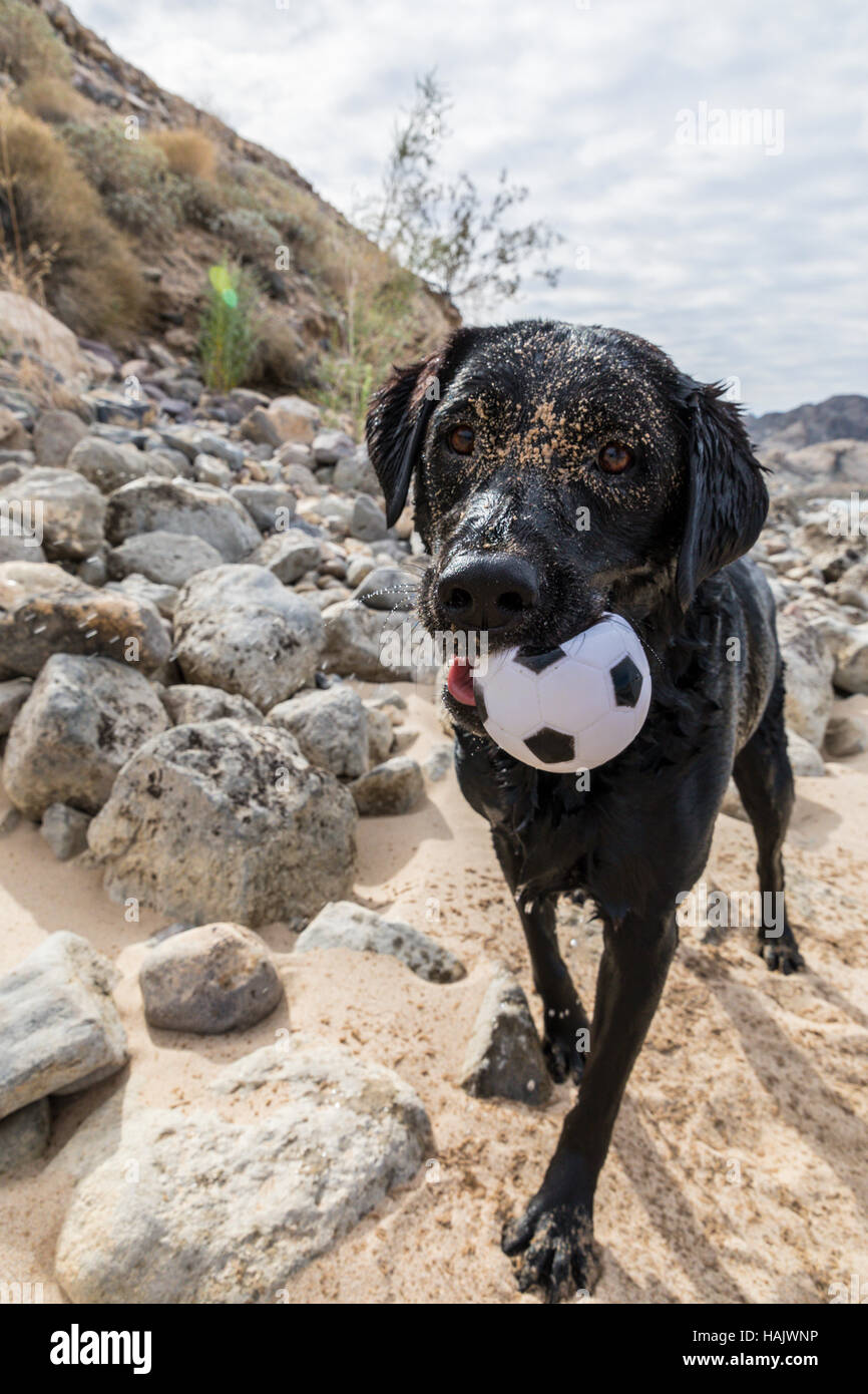 A dirty Labrador retriever with her ball after a roll in the sand at Lake Mohave in Arizona Stock Photo