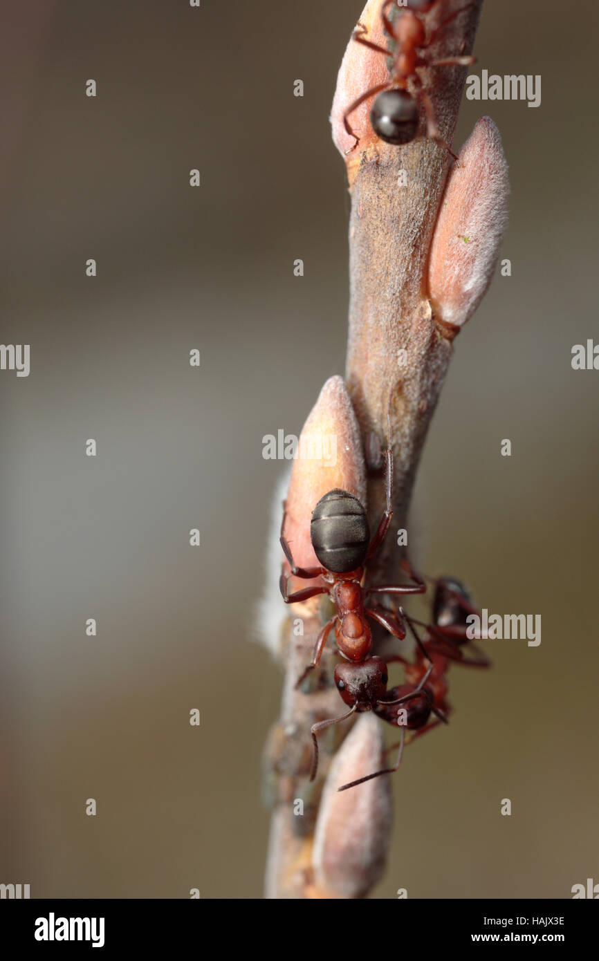 Horse ants tending to willow aphids on a willow Stock Photo Alamy