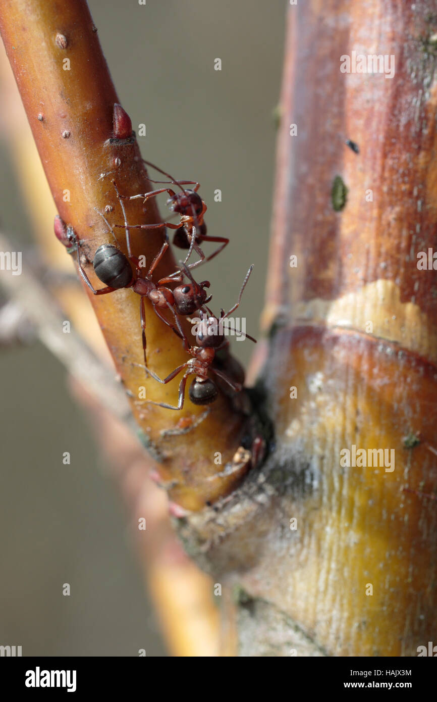 Horse ants tending to willow aphids on a willow Stock Photo Alamy