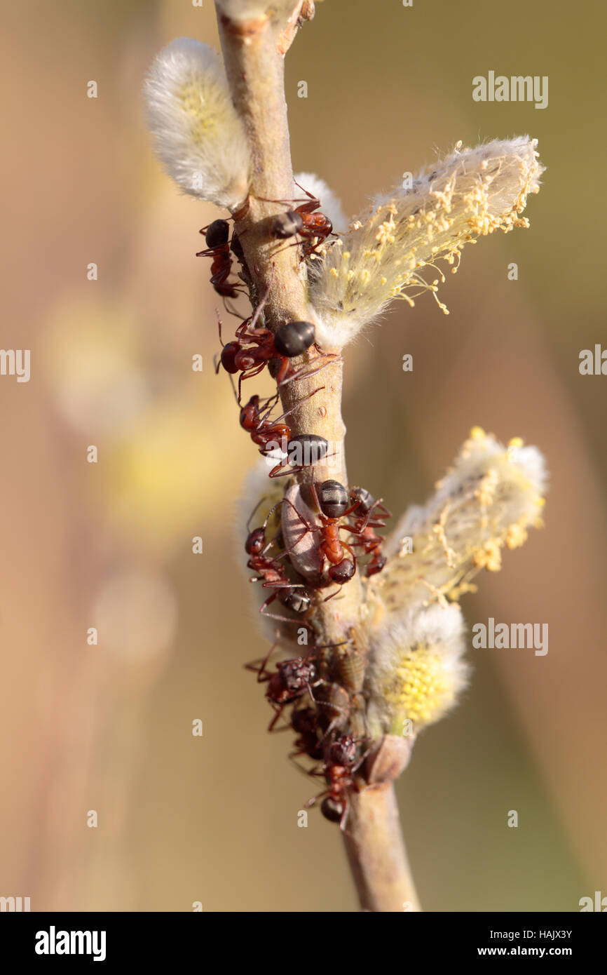 Horse ants tending to willow aphids on a willow Stock Photo Alamy