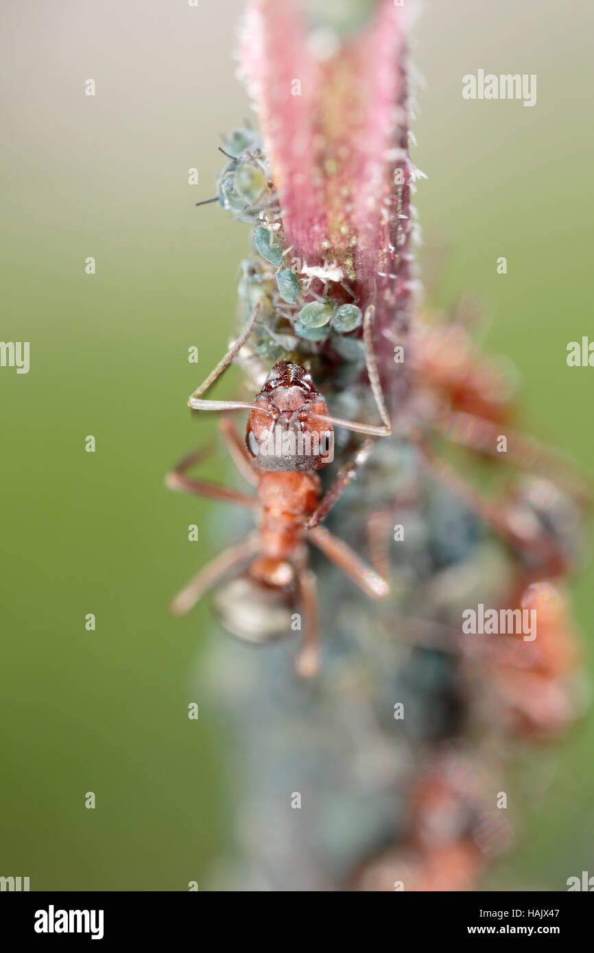 Horse ants tending to willow aphids on a willow Stock Photo Alamy