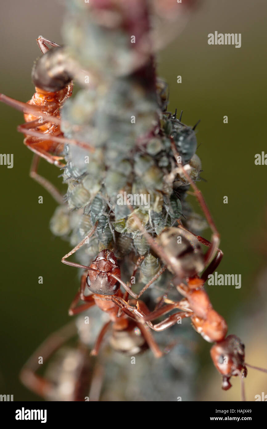 Horse ants tending to willow aphids on a willow Stock Photo Alamy