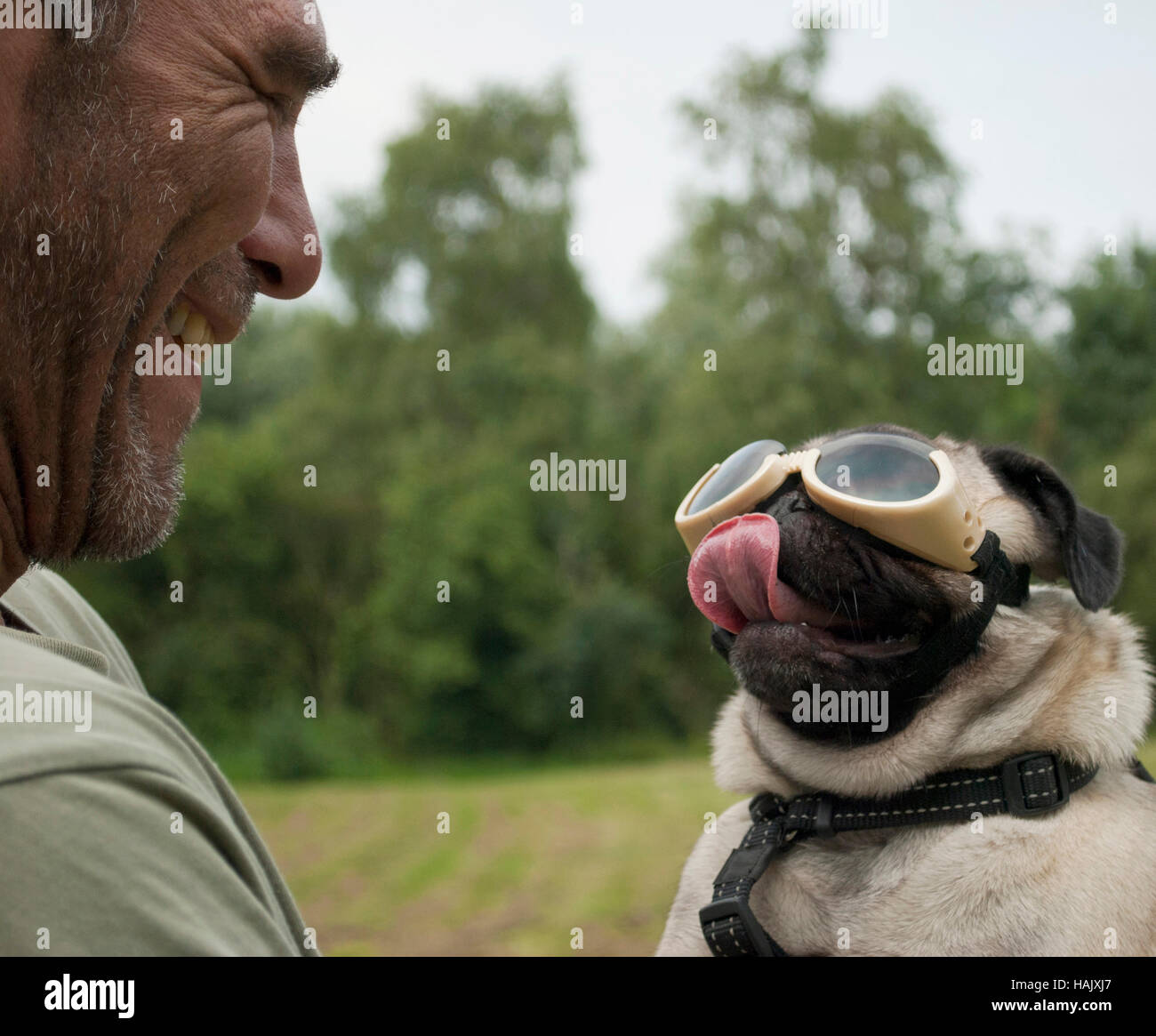 man, adult male, is having fun with pug puppy wearing dog goggles, outside in park Stock Photo