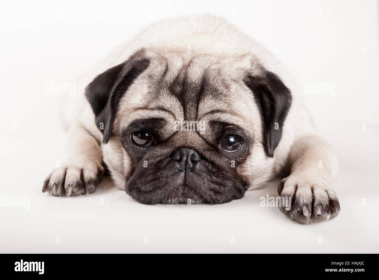 close-up of adorable pug puppy lying down flat with head on floor Stock Photo