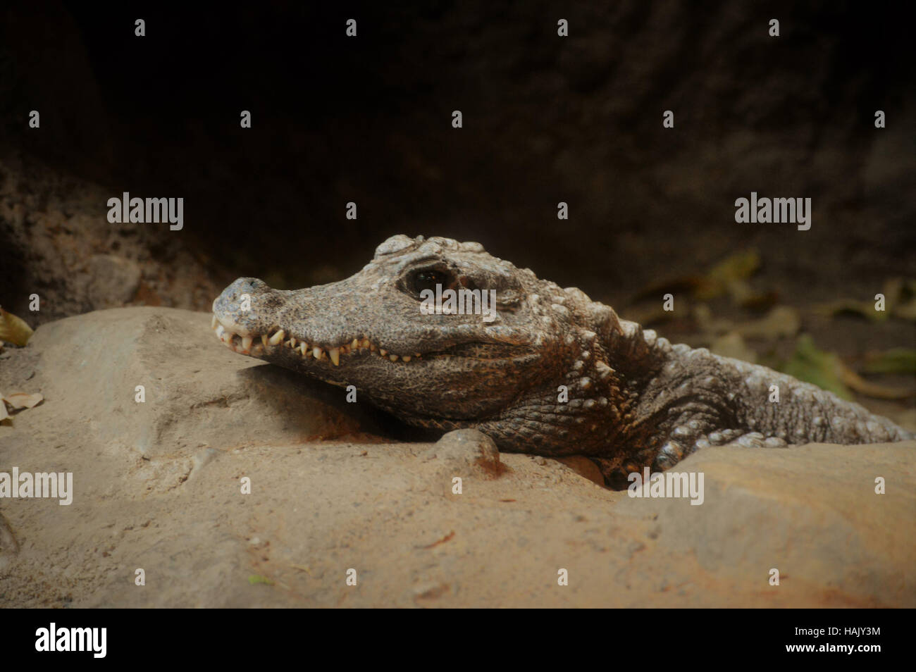 Dwarf Crocodile Stock Photo