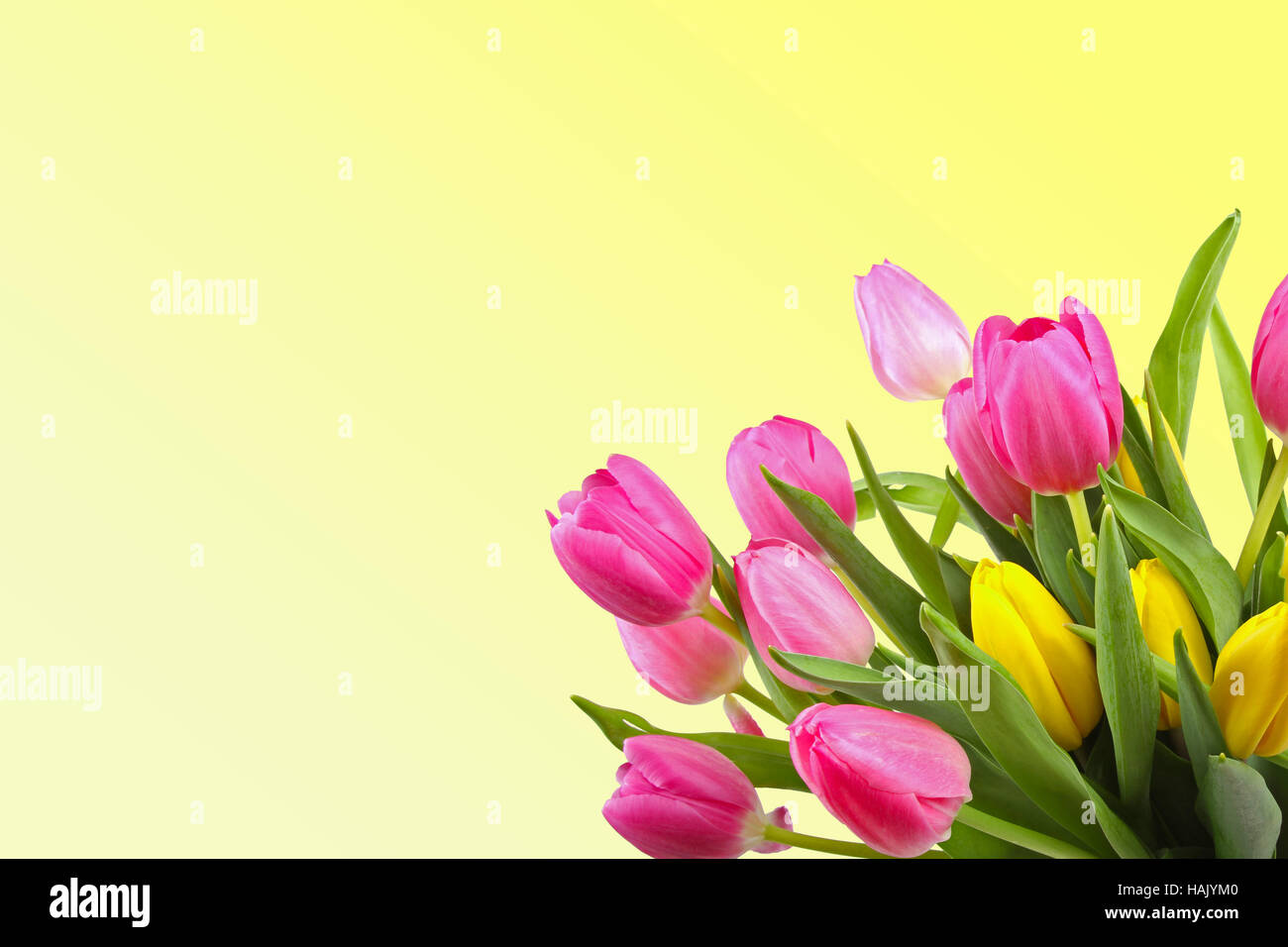 bouquet of tulips on yellow background with copy space Stock Photo