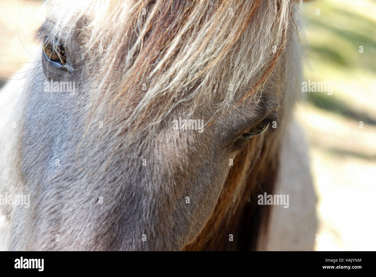 horse eye closeup Stock Photo