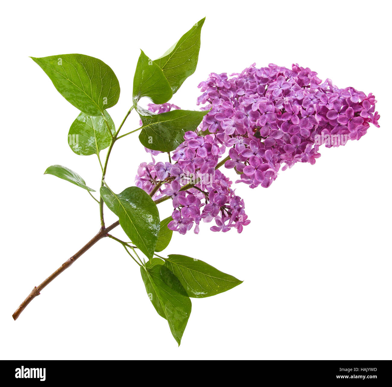 purple lilac branch isolated on white Stock Photo