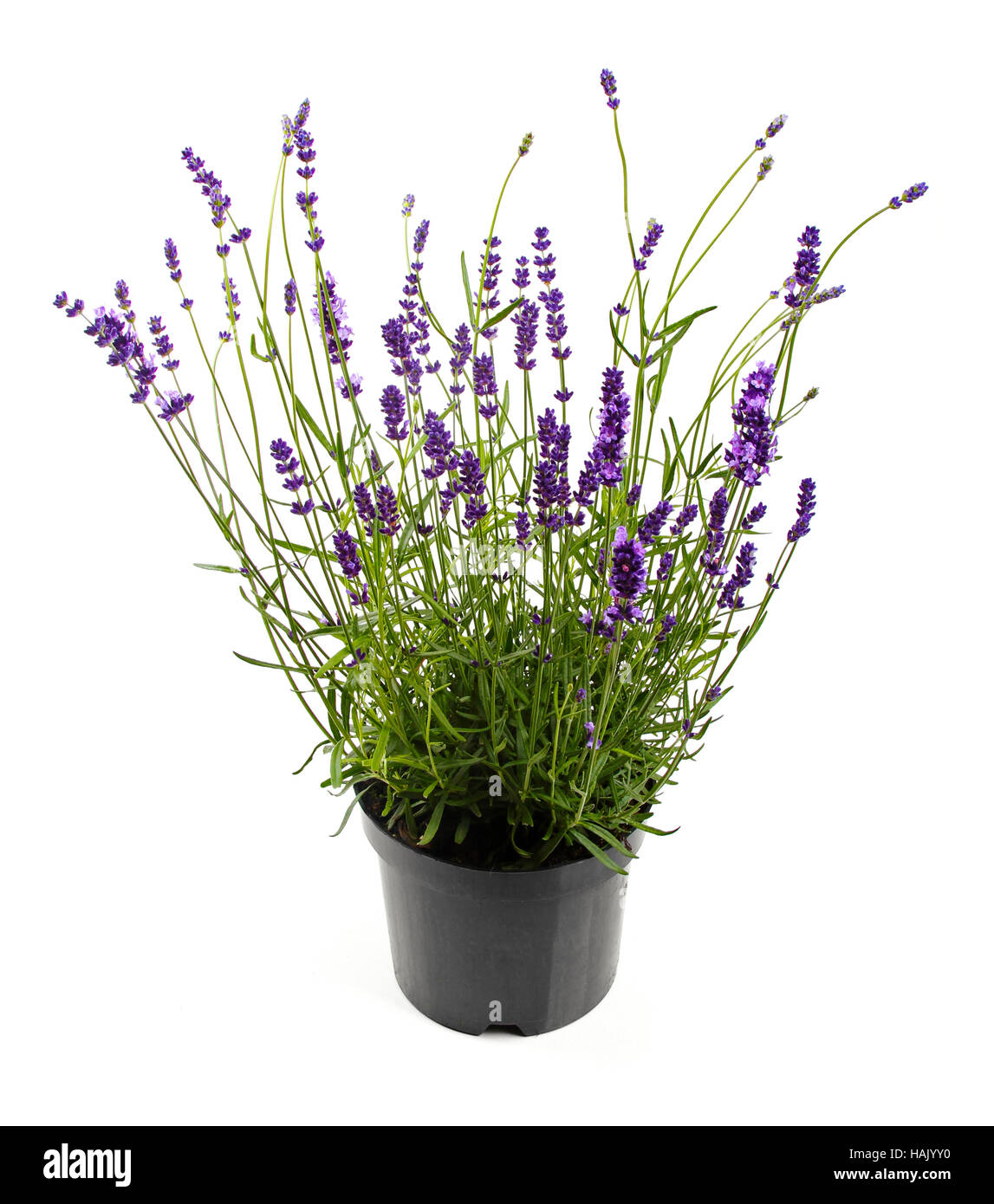 lavender in pot isolated on white Stock Photo