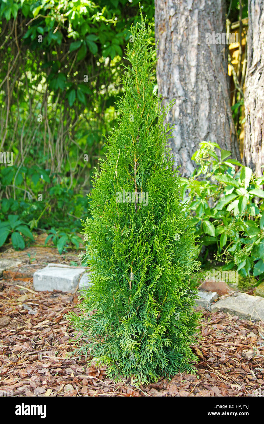small thuja planted in garden Stock Photo