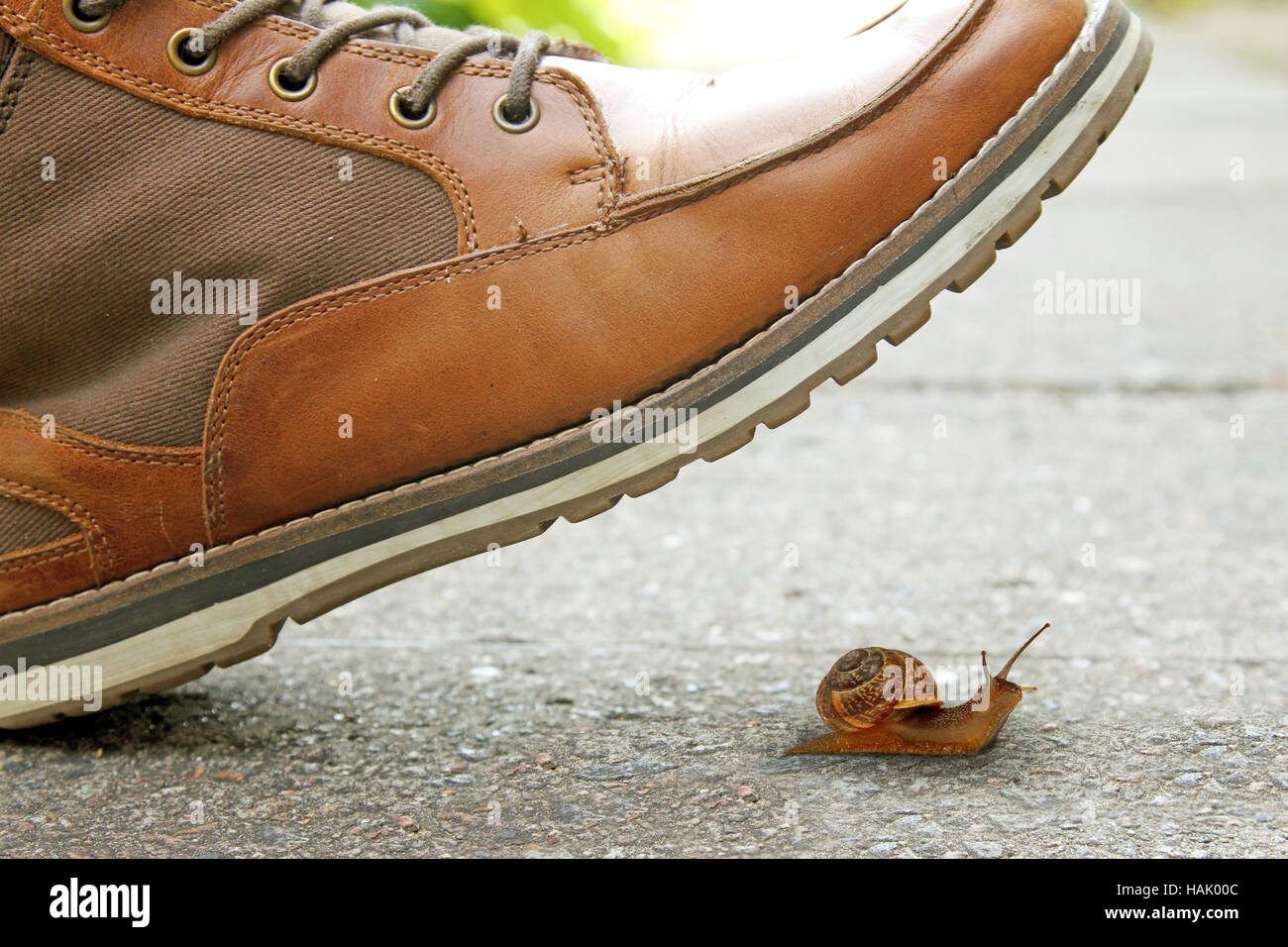 boot and snail Stock Photo
