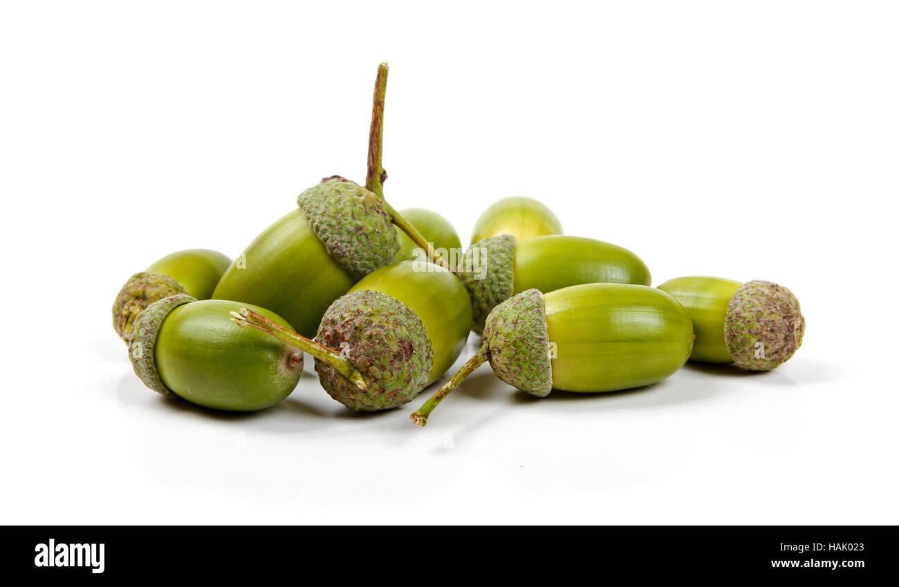 acorns isolated on white background Stock Photo