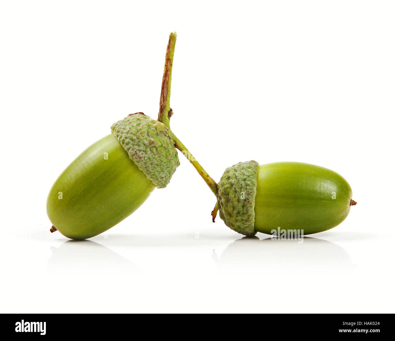 acorns isolated on white Stock Photo