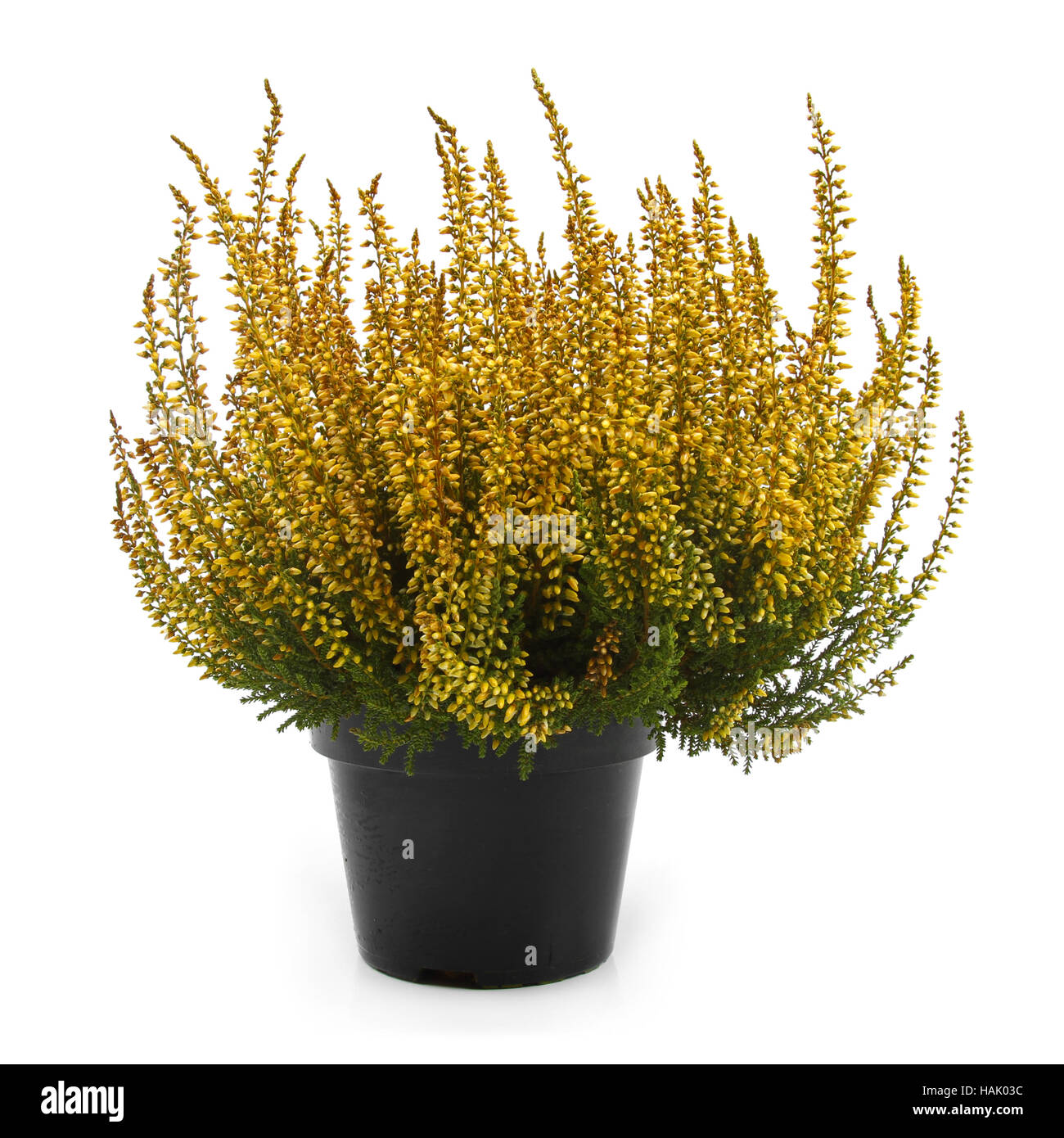 pot of yellow heather isolated on white Stock Photo