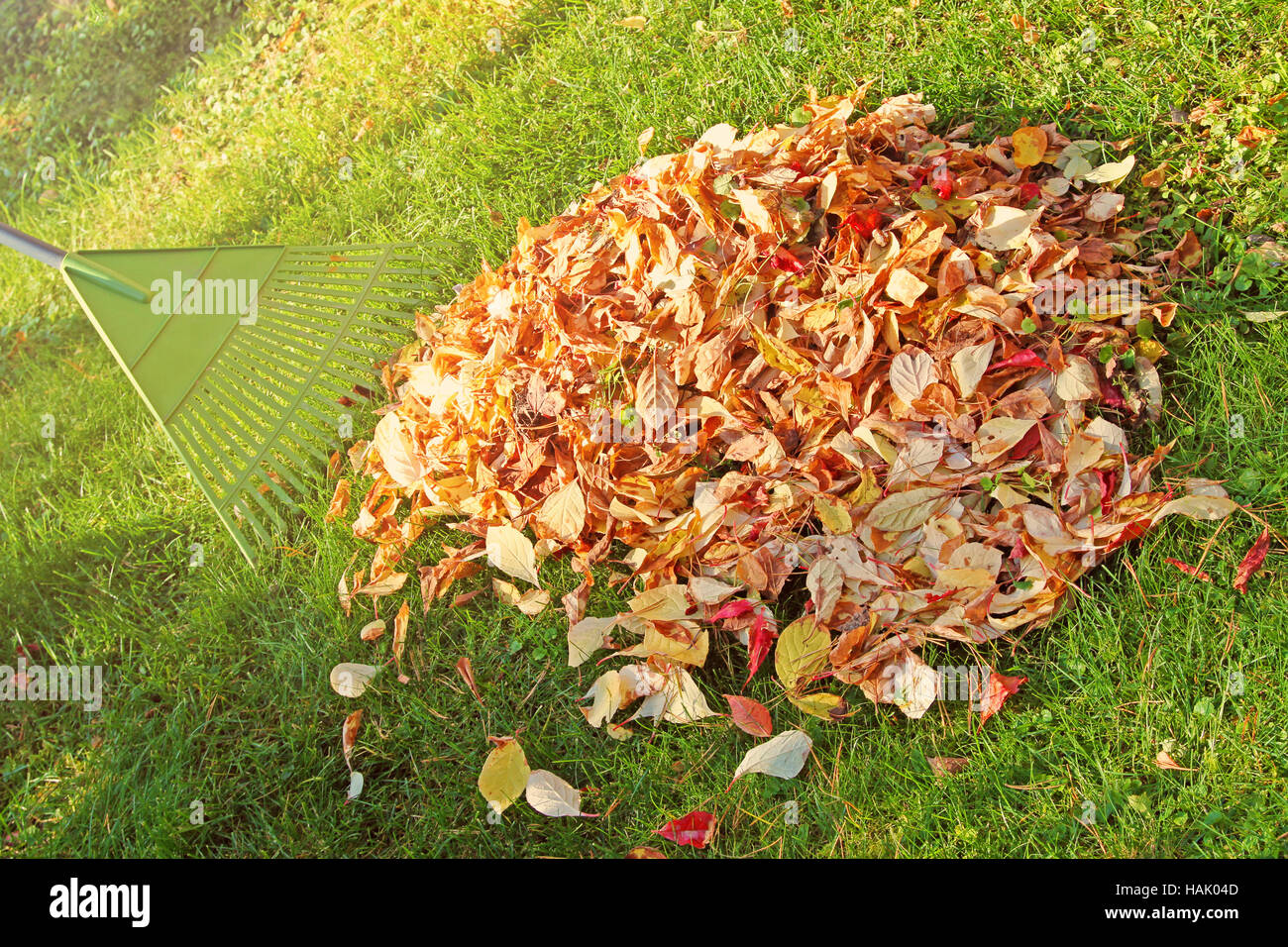 pile of fall leaves with fan rake on lawn Stock Photo