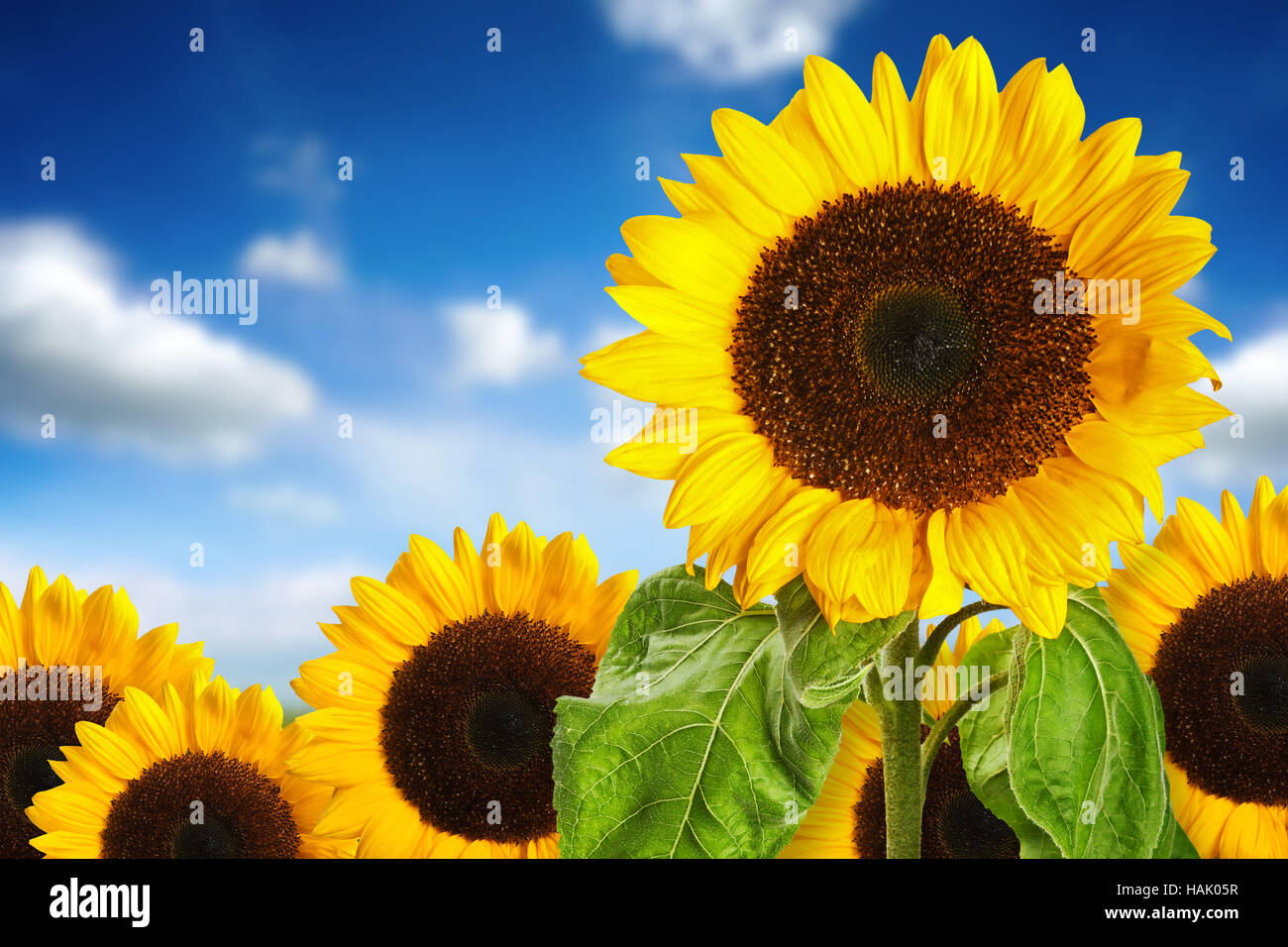 sunflower field against blue sky Stock Photo