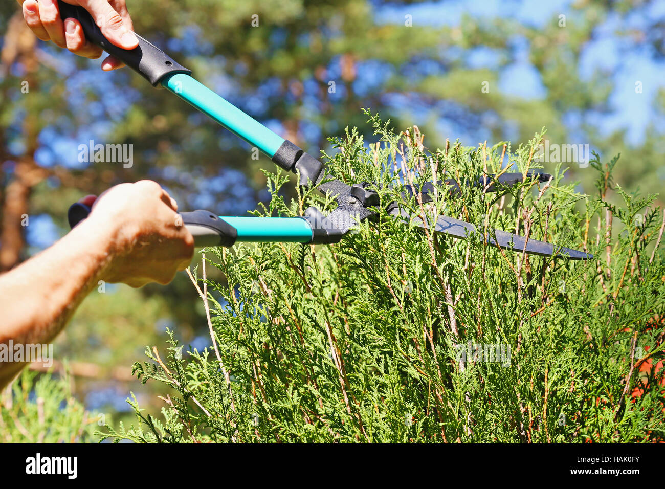 cutting a hedge with garden shears Stock Photo